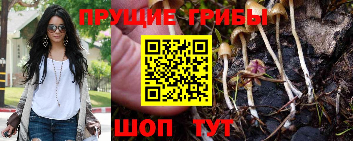 Галлюциногенные грибы Psilocybe Чайковский
